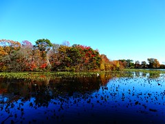 Mill Pond Park -- Autumn (25)