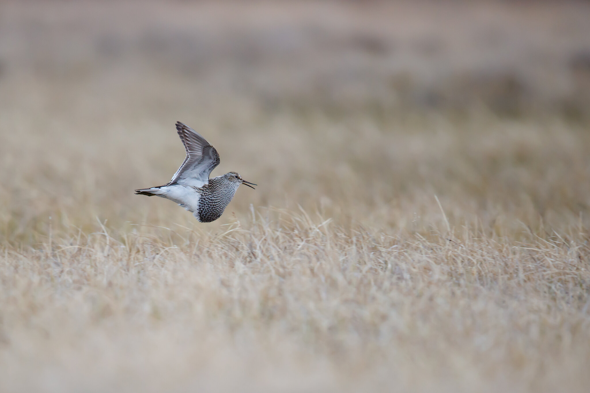 Calidris melanotos | Pectoral Sandpiper | tuvsnäppa