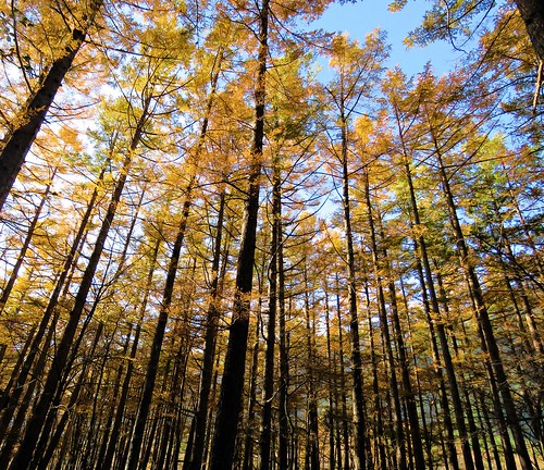 上高地 nature landscape tree plant forest autum fall japan japanese