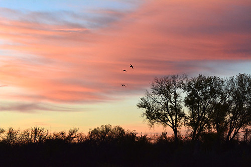 pink cirrus sunset ducks chisholmcreekpark wichita kansas