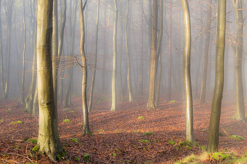 trees light mist misty landscape woods nikon mood cotswolds gloucestershire d610 nikonfx jactoll nikonfxshowcase appicoftheweek
