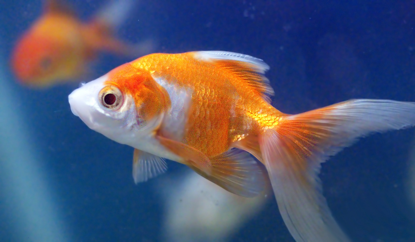 gold fish goldfish aquarium, gold fish goldfish aquarium