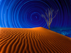 Dune-with-tree