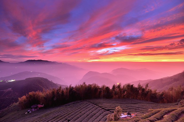 大崙山~火燒茶園夕彩~ Tea field Sunset