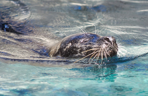 Gray Seal Swimming | by John Connor's National Zoo Photos