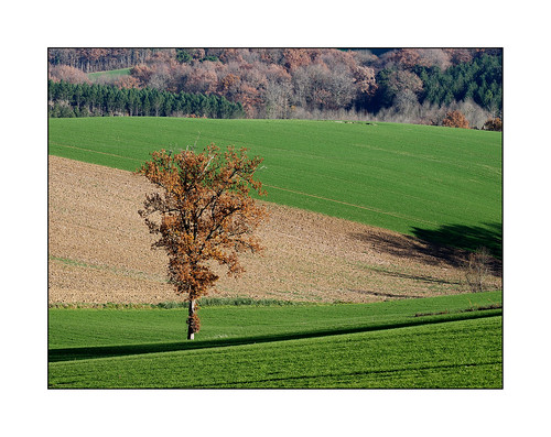 france tree green landscape countryside oak vert agriculture paysage arbre aquitaine lotetgaronne chêne ruralité rurality