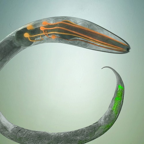Duke scientists Alejandro Aballay and Xiou Cao are using the tiny transparent worm C. Elegans to understand the links between our brains and our guts, with the goal of finding new treatments for immune and intestinal diseases. In this illustration, the wo