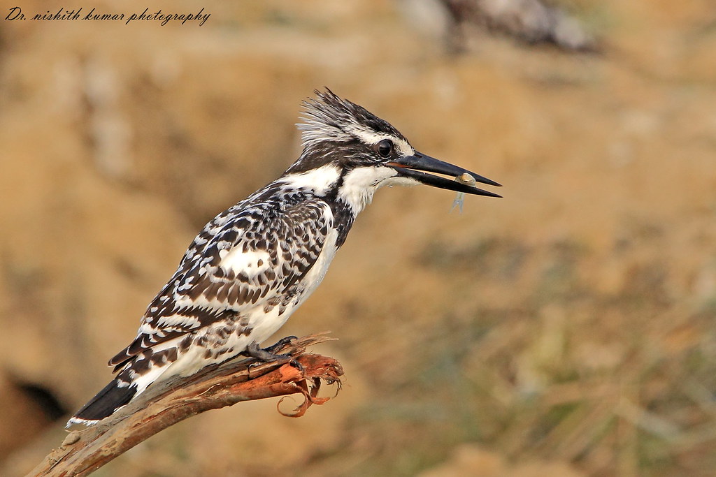 Patience pays off..Pied Kingfisher with a catch!