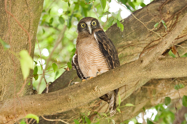 IMG_9879 Rufous Owl (Ninox rufa)