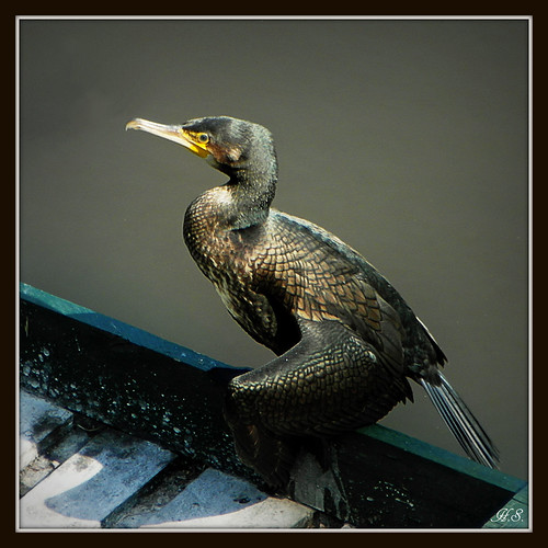 Cormorant | by Hetty S. (catching up)