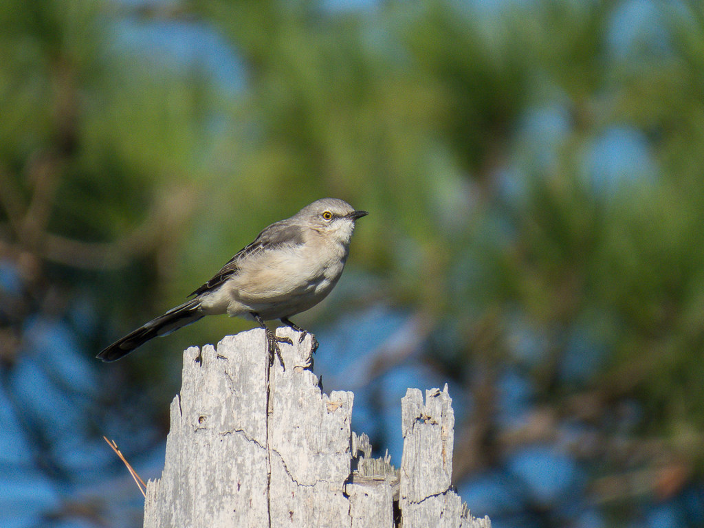 Northern Mockingbird