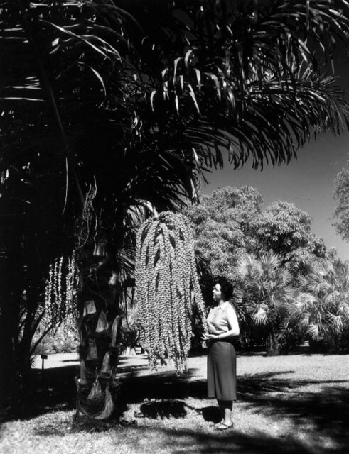 Palm at Fairchild Tropical Garden - Miami