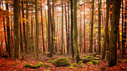 autumn red orange mist france green fall colors mystery forest automne alsace vosges forêt