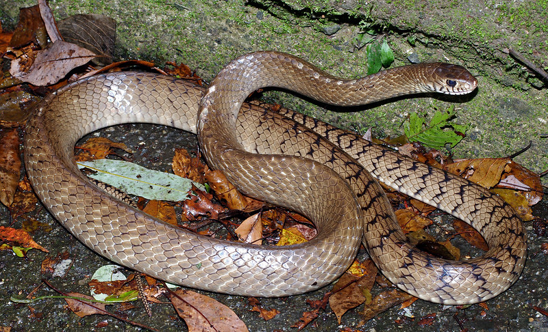 Common Rat Snake (Ptyas mucosus)