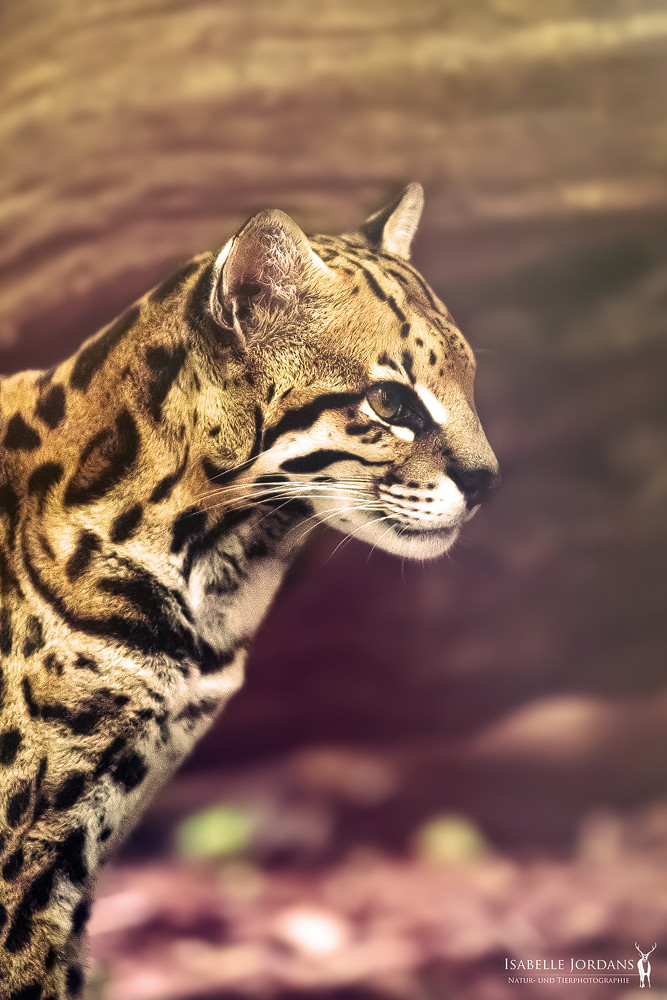 Ozelot Portrait - ocelot ( dwarf leopard ) ( Leopardus par… | Flickr