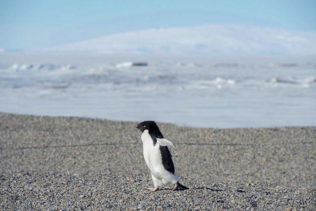 An Adélie Waddles Towards Secretary Kerry and his Traveling Party in Antarctica