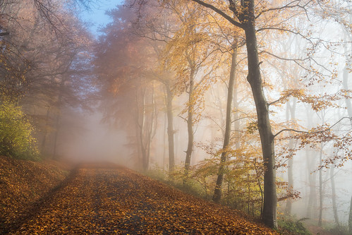 autumn trees light mist france fall fog 35mm landscape nikon sigma d750 fullframe polarizer belfort sigma35mmart 35mmf14art 35mmf14dghsm|a