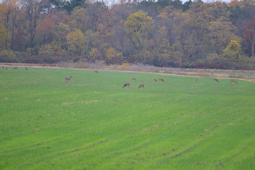 Deer by astro/nature guy, At Jasper-Pulaski Fish and Wildlife Area, IN, USAwildlife deer whitetaileddeer indianawildlife japer