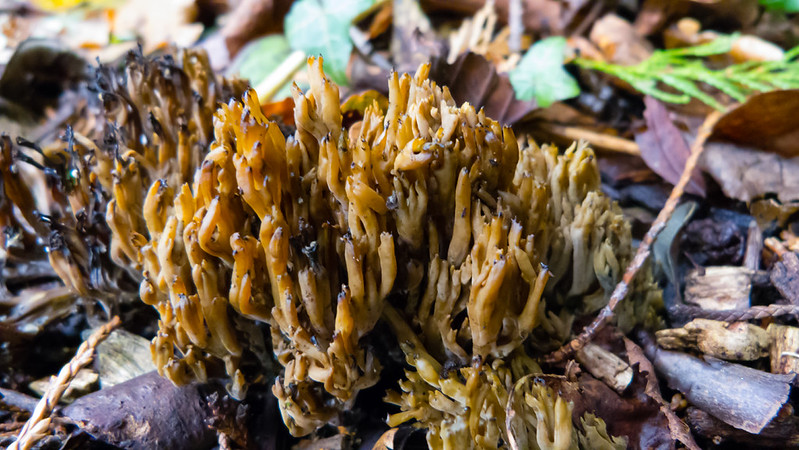 Castle grounds December fungi: miscellany