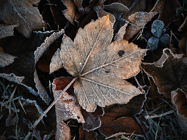 Herbstfrost ...