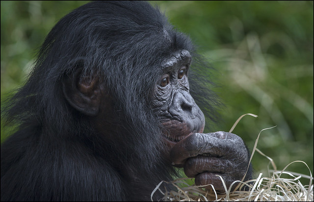 Bonobo 7