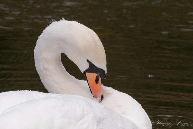 Mute Swan-8882