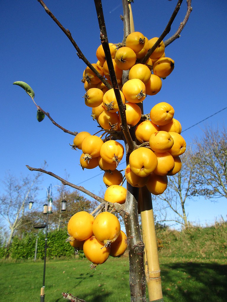 Golden fruits