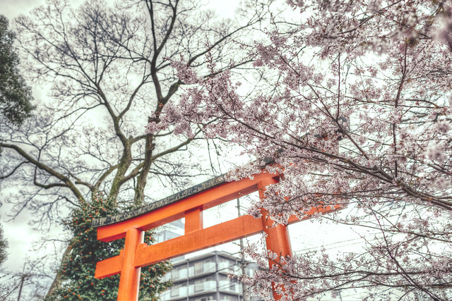 京都平野神社鳥居與櫻花  Japan Kyoto . 日本.京都   DSC_6033