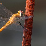 A dragonfly at rust