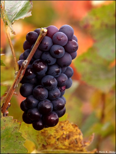 Belle grappe | by * Marie Photography