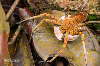 Huntsman spider (Heteropoda sp.) - DSC_7292