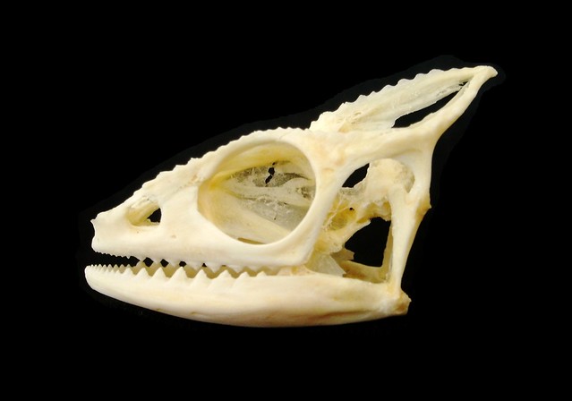 Crâne de Caméléon Panthère / Panther Chameleon Skull (Furcifer pardalis)
