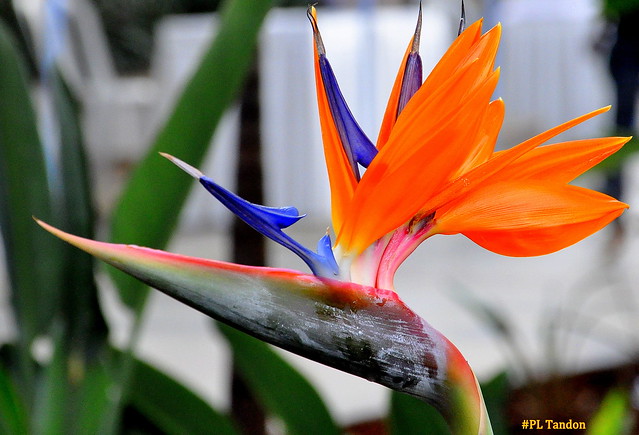 Bird of Paradise (Strelitzia reginae) flower