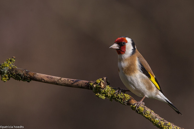 Chardonneret élégant - Carduelis carduelis - European goldfinch