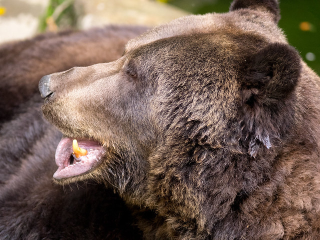 Brown Bear / Braunbär (Ursus arctos)