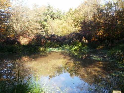 Pond in Banstead Wood OLYMPUS DIGITAL CAMERA 