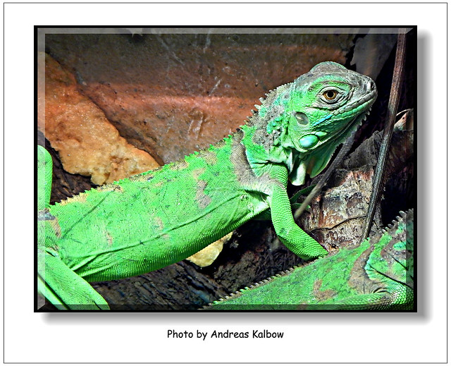 Scales-Reptiles September 2015 (5)