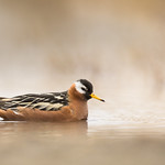 Red Phalarope