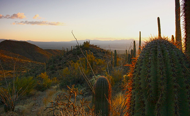Saguaro NP sunset-high resolution