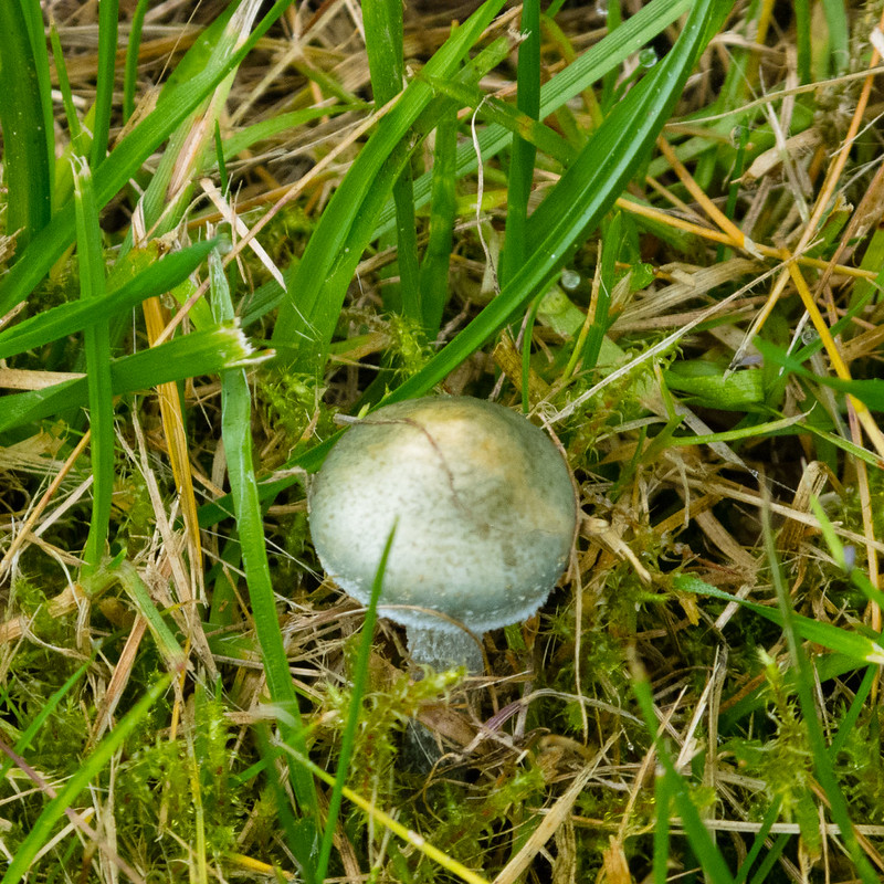 Verdigris mushroom in roadside grass