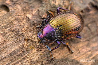 Darkling beetle (cf. Eucyrtus gloriosus) - DSC_6179
