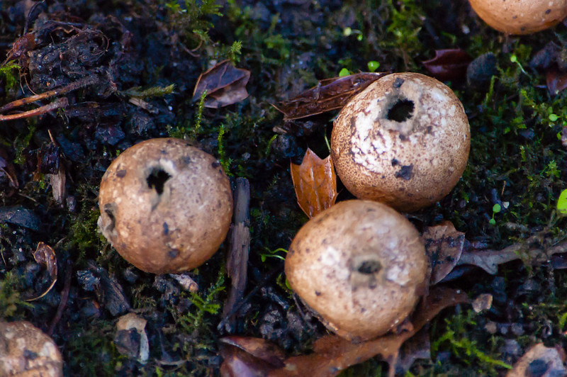 Tiny puffballs
