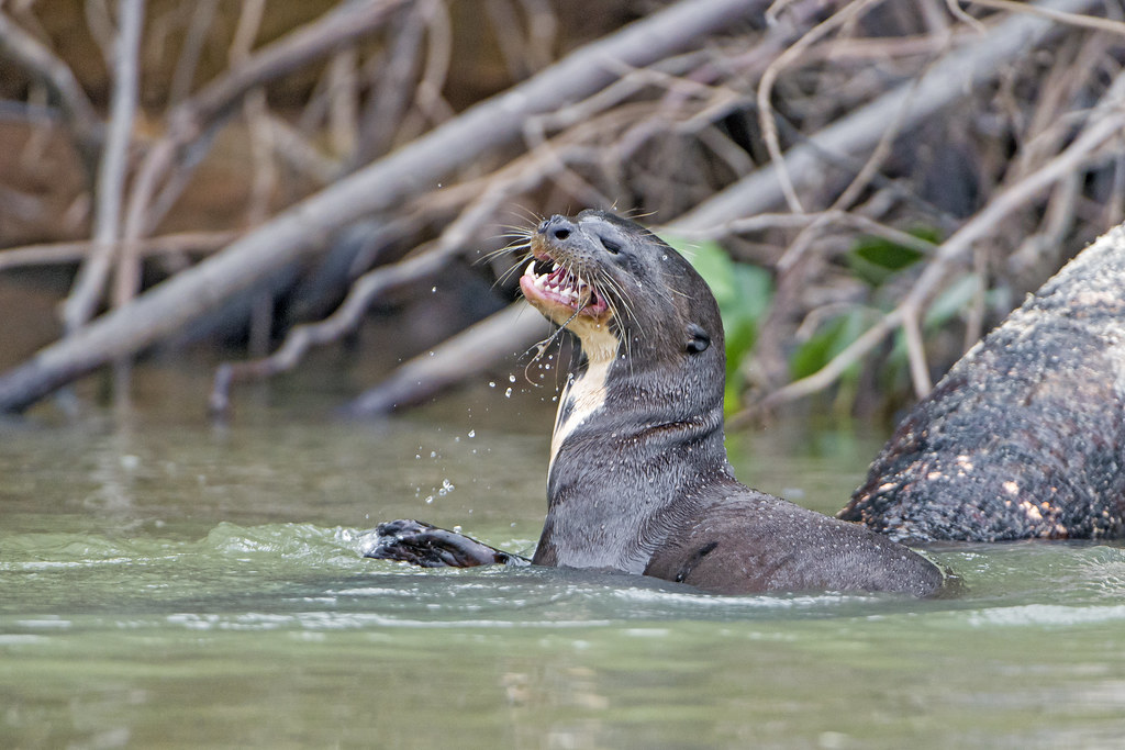 10 Animals that can defeat a Crocodile