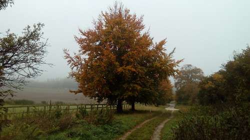 Autumn mist 