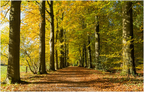 autumn autumncolors canon color cvk europe fall forrest landscape nature netherlands overijssel twente enschede nederland nl chrisvankan ngc theroom cvkphotography