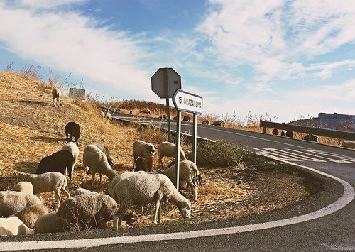 spain andalucia grazalema countryside landscape sheep corner curve signpost colour bend road roadsign 16 animals whitetown pueblosblancos