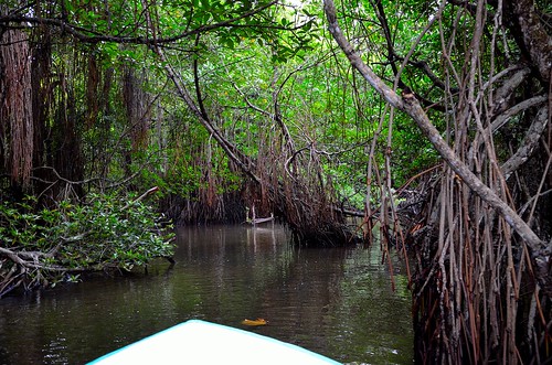 forest river sri lanka mangrove ceylon bentota