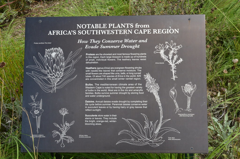 African Region Plants At Sf Botanical Garden Collection Flickr