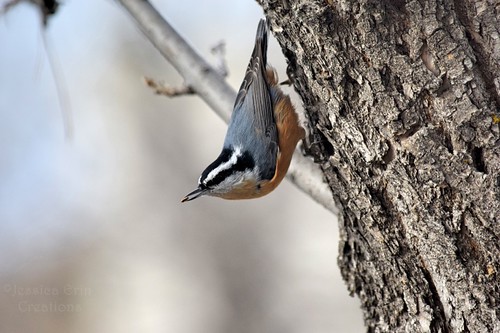 Red breasted Nuthatch - Sitta Canadensis | by jessica.rohrbacher