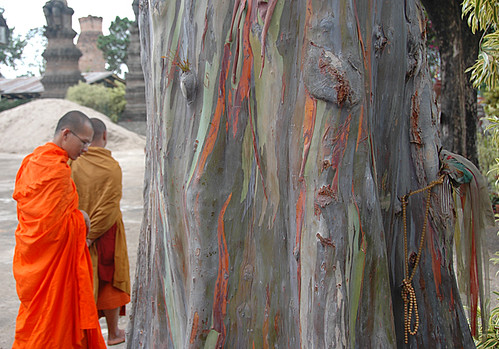 A eucalyptus tree and Buddhist monks in Laos